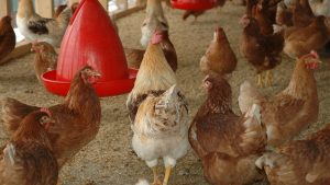 Comment choisir son matériel d'élevage avicole ?