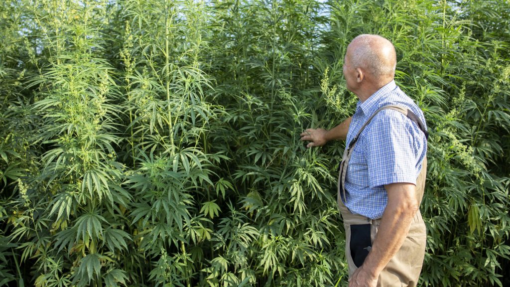 Ferme de CBD dans le Var : de la graine à la fleur, au cœur du terroir provençal