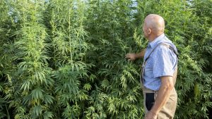 Ferme de CBD dans le Var : de la graine à la fleur, au cœur du terroir provençal